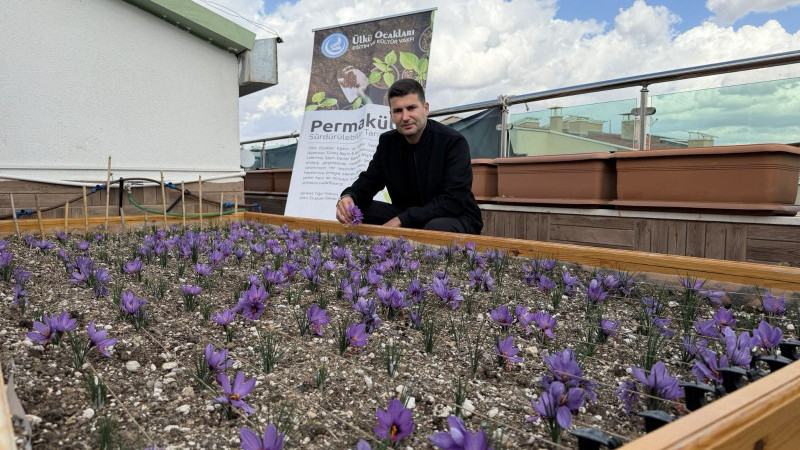 Ülkü Ocakları Genel Merkezi’nin Terasında Safran Hasadı!